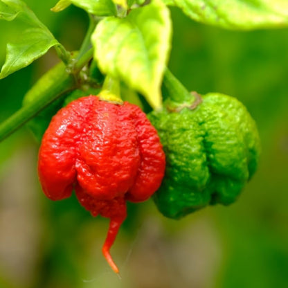 Set 4 Super Hot Peppers Live Plants, 90 Days Old Hot Pepper Chili Plant for Spring Planting, Assorted Color (Carolina Reaper)