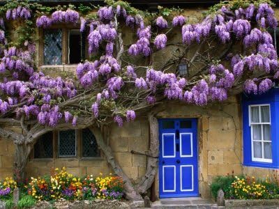 Blue Moon Wisteria Vine - Massive Foot Long Fragrant Flowers - Attract Hummingbirds - 2 - Year Plant
