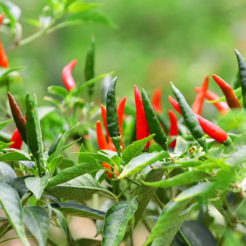 Set 4 Super Hot Peppers Live Plants, 90 Days Old Hot Pepper Chili Plant for Spring Planting, Assorted Color (Super Hot)