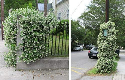 New Life Nursery & Garden 'Confederate Jasmine Vine, Trade Gallon Pot