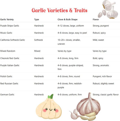 1 Pound Garlic for Planting in Fall Hardneck, 8 Chesnok Red Garlic Bulbs for Planting, Fresh and High Yield Bulb Variety Pack, Hardy and Fast Growing