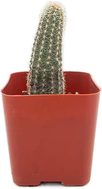 Sprout N Green Echinopsis chamaecereus H.Friedrich & Glaetzle, Live Cactus Plant Fully Rooted in 2" Pots with Soil Mix, Houseplant for Indoor Outdoor Home Office Wedding Decor Party Favor