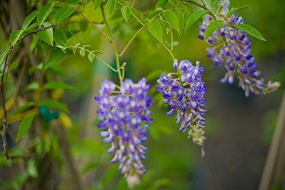 Blue Moon Wisteria Vine - Massive Foot Long Fragrant Flowers - Attract Hummingbirds - 2 - Year Plant