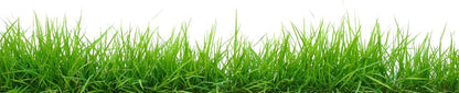 Brownie Brand Majestic Hulled Bermudagrass Seed | Premium Turf Grass for Dense, Drought-Resistant Lawns | Fast-Growing, Heat-Tolerant, Certified Seed for High-Traffic Areas. (5 Pound)