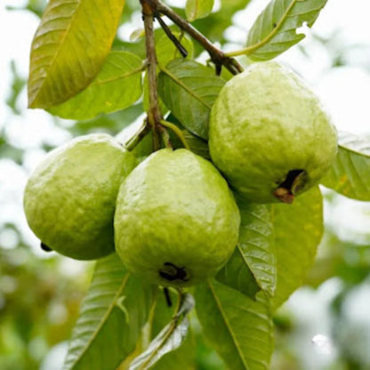 Guava Tree Live Plant, Pink Guava Trees, Guava Fruit Tree for Planting Indoor Outdoor Garden, 5 to 9 Inches Tall