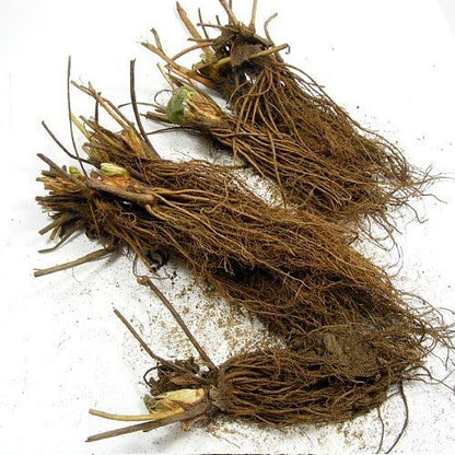 White Carolina Pineberry Plants - 10 Roots -Bareroot-Pineapple/Strawberry Flavor - Grow Indoors or Out