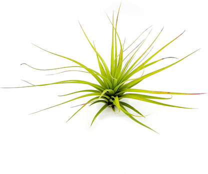Live Air Plants - Tillandsia Concolor, Jumbo 6-8" - 1ct - Live Arrival Guaranteed - House Plants for Home Decor & Gift