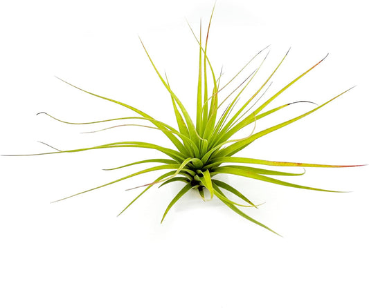 Live Air Plants - Tillandsia Concolor, Jumbo 6-8" - 1ct - Live Arrival Guaranteed - House Plants for Home Decor & Gift