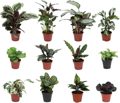 Calathea Plant Live in 4″ Grower’s Pot – Assorted Indoor House Plants, Easy Care Indoor Plants, Starter Plant for Beginners (4-Pack)