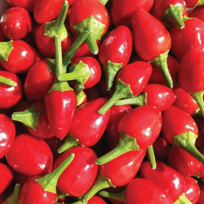 Chiltepin Pepper Live Plants, Set 2 Hot Chile Chiltepin Pepper Plants Live, Tepin Chili Pepper Plants, 7-9 Inc Tall for Planting, 120 Days Old