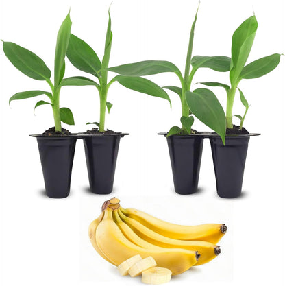 Banana Tree Dwarf Cavendish (4 Pack) Live Banana Plant for Sale | Easy to Grow Plants | Edible Fruit Plant. | Grow Your own Food on Your Edible Organic Garden|Live for Planting|