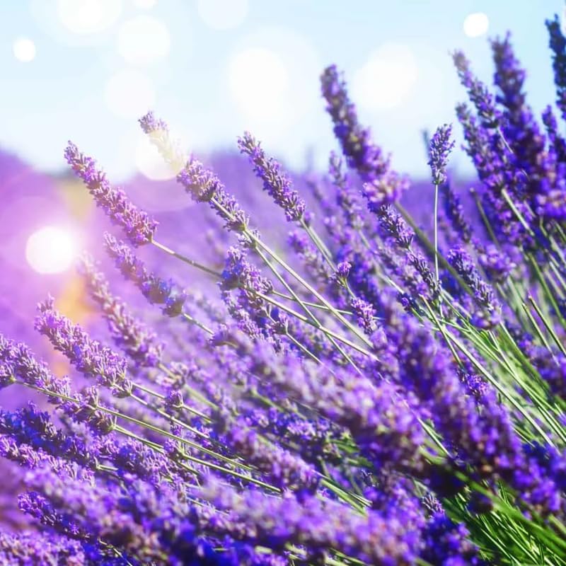 Set 2 Lavender Plants Live, Lavandula Perennial Flower Plants Indoor Outdoor, Well Rooted Plugs 3 to 5 Inch Tall to Grow (Purple Lavender)