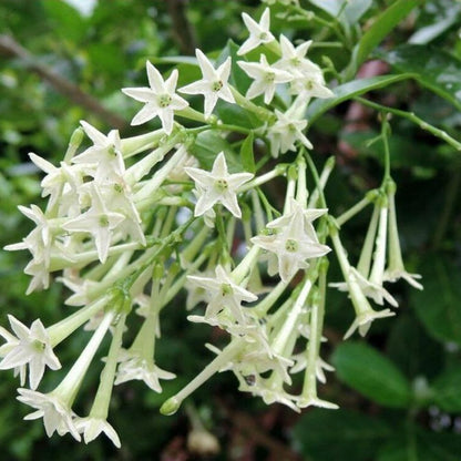 Night Blooming Jasmine Plants Live, Arabian Jasmine Plant Indoor, Fragrant Jasmines Flowers Vine 4 to 7 Inch