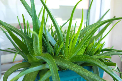 Aloe Vera Plant Live, Live Aloe Vera Plant Indoor, 4 Inc Potted, Succullent Plant Live for Gardening
