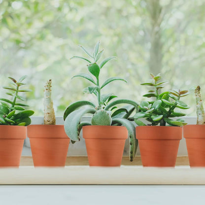 3 Inch Terracotta Pots - 22Pack Clay Flower Pots with Drainage Hole, Succulent Nursery Pot/Cactus Plant Pot. Great for Plants, Crafts, Wedding Favorn, DIY Production