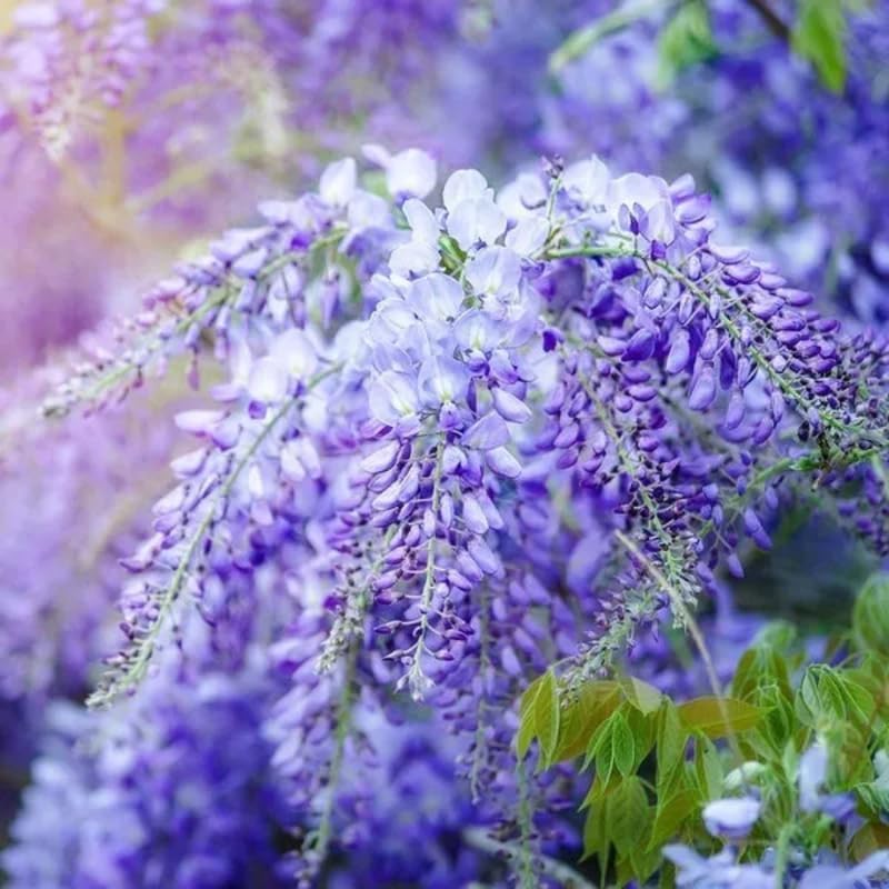 Purple Wisteria Tree Live Plant, 6 to 15 Inch in Height, 2.5 Inch Pot, Well Rooted, Wisteria Vine Plant, Wisteria Tree Live Plant