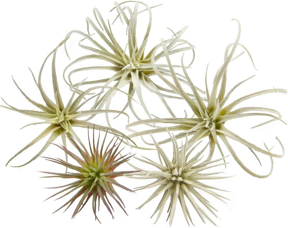 CHIVE Artificial Air Plants — Bulk Set of 5, Small — Ultra Realistic Fake Tillandsia Bromeliad Plants — Decorative Faux Succulents for Home & Office Decor — No Care Needed!