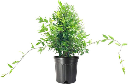 Carolina Jasmine | 1 Large Gallon Size Plant | Gelsemium Sempervirens | Fragrant Yellow Blooms, Evergreen Vine, Low Maintenance, Fast Growing, Climbing, Attracts Pollinators, Garden Trellis