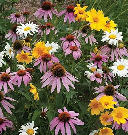 Non GMO Bulk All Perennial Wildflower Seed Mix Non GMO (50 Lbs)