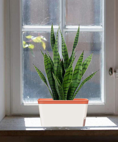 GardenBasix Self Watering Planter Pots Window Box for Indoor Plants Home Garden Modern Decorative Flower Pot for All House Herbs Succulents Set of 6 (6, Clay(Rectangle))