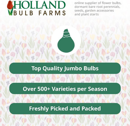 Bulk Mixed Daffodils Flower Bulbs - 250 Bulbs per Pack - Deer Resistant - Good as Cut Flowers - Naturalizing - Perennializing - Easy to Grow Live Plants - Outdoor Garden