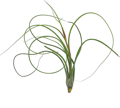 Live Air Plants - Tillandsia Butzii, Jumbo 7-9" - 5ct - Live Arrival Guaranteed - House Plants for Home Decor & Gift