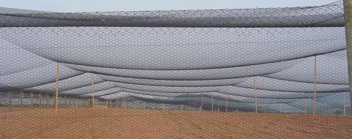 Poultry Netting 1" or 2" Mesh Heavy Knotted Nets Aviary Gamefowl Quail Chicken Bird Block Net Long Lasting Break/Burst 85/245 lb Polyethylene 8-10 Year Lifespan (50' X 50', 1)