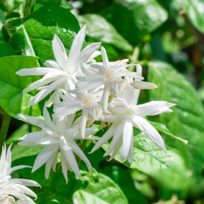 Jasmine Plants Live, Arabian Jasmine Plant Indoor, Fragrant Jasmines Flowers 4 to 7 Inch (Tropical Double)