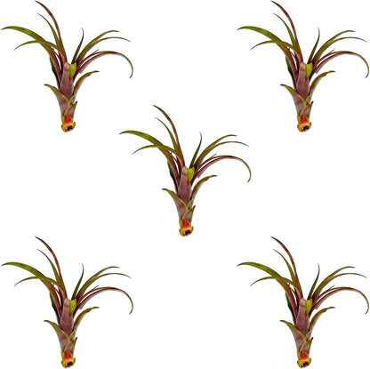 Air Plants - Tillandsia Red Capitata, Large 5-7” - 5 ct - Live Arrival Guaranteed - House Plants for Home Decor & Gift