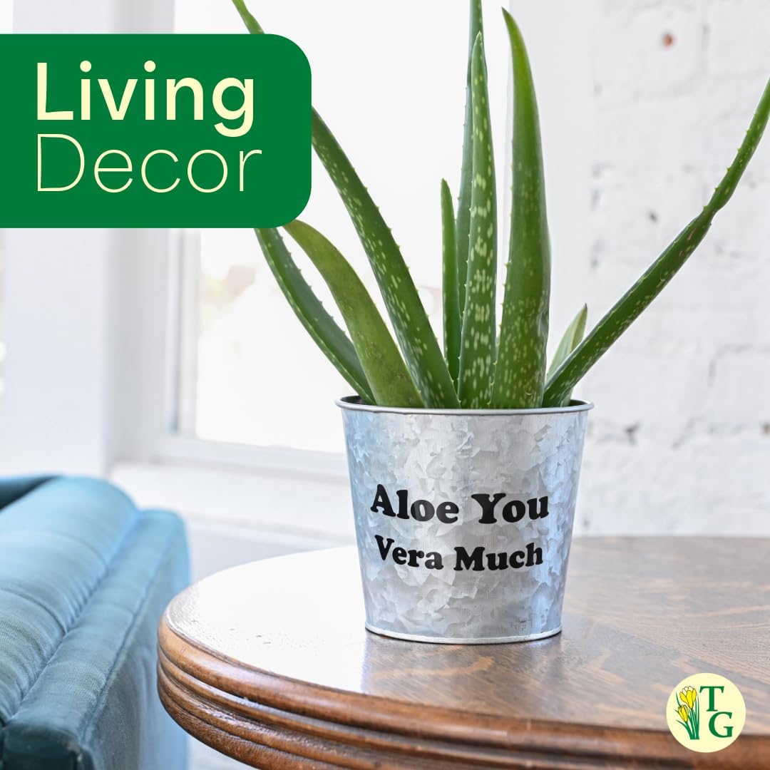 Thorsen's Greenhouse Aloe Vera, Live Indoor Plant, Aloe barbadensis, Easy to Grow, Succulent, Natural Air Purifier, 4" Diameter Pot (Nursery Pot)