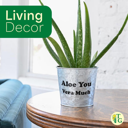 Thorsen's Greenhouse Aloe Vera, Live Indoor Plant, Aloe barbadensis, Easy to Grow, Succulent, Natural Air Purifier, 4" Diameter Pot (Gold)