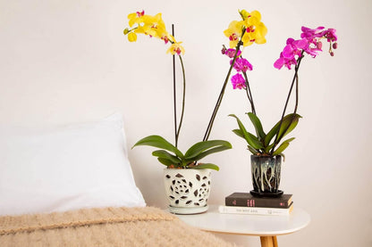 rePotme Orchid Pot - 5 inch Floral Cutout Ceramic Orchid Pot with Holes (Cream Over Lavender) - Includes 5 inch Slotted Pot Liner