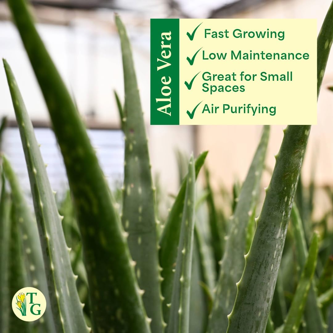 Thorsen's Greenhouse Aloe Vera, Live Indoor Plant, Aloe barbadensis, Easy to Grow, Succulent, Natural Air Purifier, 4" Diameter Pot (Nursery Pot)