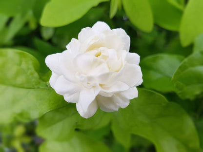 Sambac Jasmine Plant | 10 Live Plants | Jasminum Sambac | Fragrant White Blooms | Ideal for Indoor & Outdoor Planting | Aromatic Addition to Gardens & Patios | Lush & Decorative Foliage