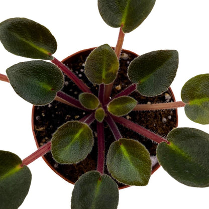 Mini African Violet Jolly Dear 2 inch Pink Flower
