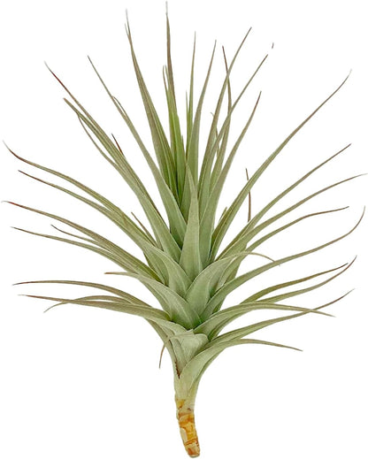 Air Plants - Flowering Tillandsia Lilla Lilac, Large 5" - 3ct - Live Arrival Guaranteed - House Plants for Home Decor & Gift