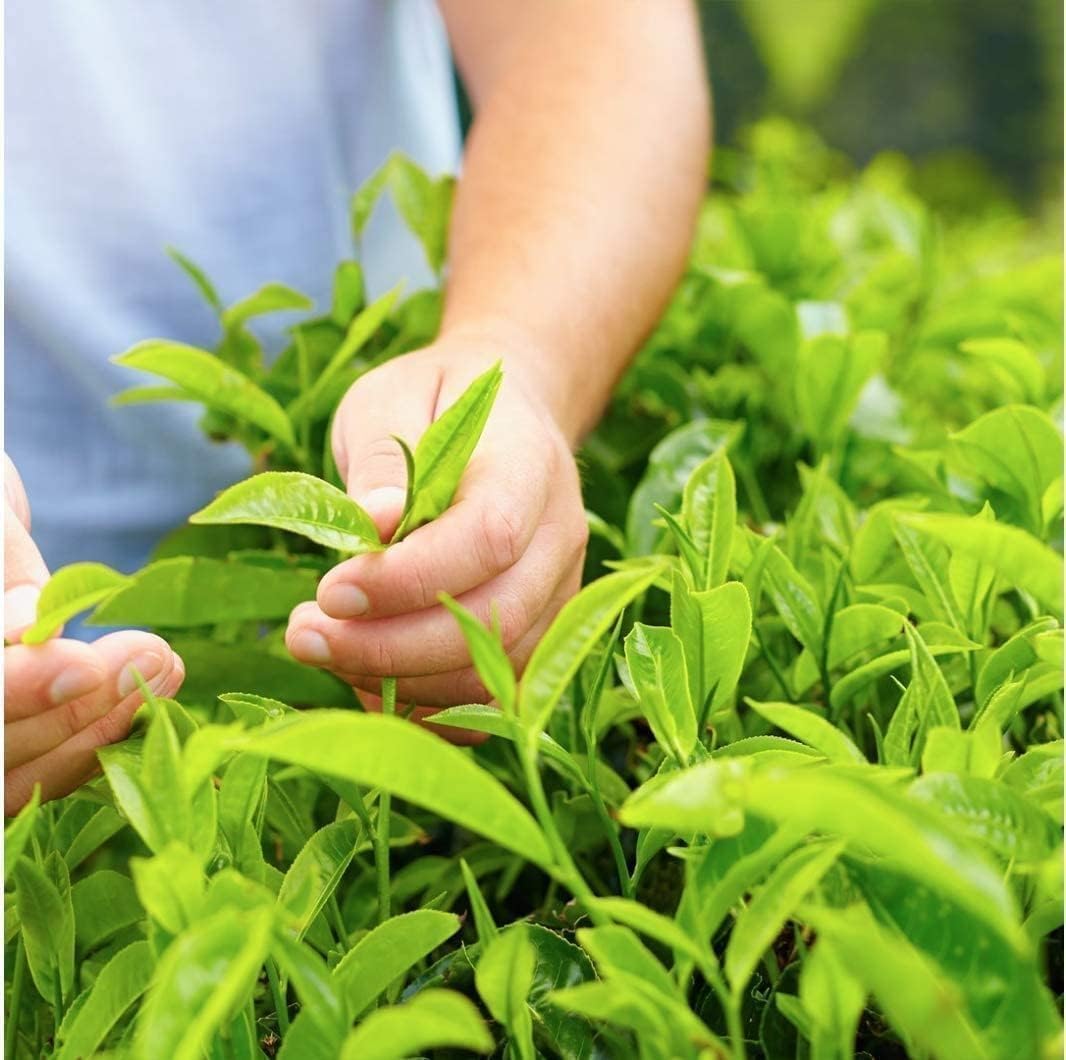 Tea Plant | Camellia Sinensis | 1 Large Live Gallon Size Plant | Grow and Brew Your Own Black White Green and Oolong Tea