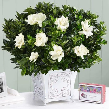 Gardenia Mystery - Gardenia Jasminoides. Hardy Evergreen Shrub with Large, Sweetly Fragrant White Flowers, Ideal for Landscaping and Container Gardening (2 Gardenia Mystery Plants in Cup)