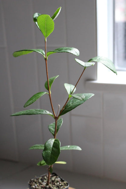MYSHELFIE Pineapple Guava Starter Plant 5-6 inches, 2 inch Pot, Tropical Evergreen Shrub Edible Fruit Garden Purple Flowering Landscaping Live Vine Starter (1)