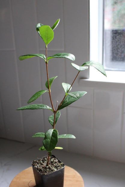 MYSHELFIE Pineapple Guava Starter Plant 5-6 inches, 2 inch Pot, Tropical Evergreen Shrub Edible Fruit Garden Purple Flowering Landscaping Live Vine Starter (1)