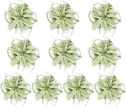 Air Plants - Tillandsia Xerographica, Large 5-7” - 10ct - Live Arrival Gauranteed - House Plants for Home Decor & Gift
