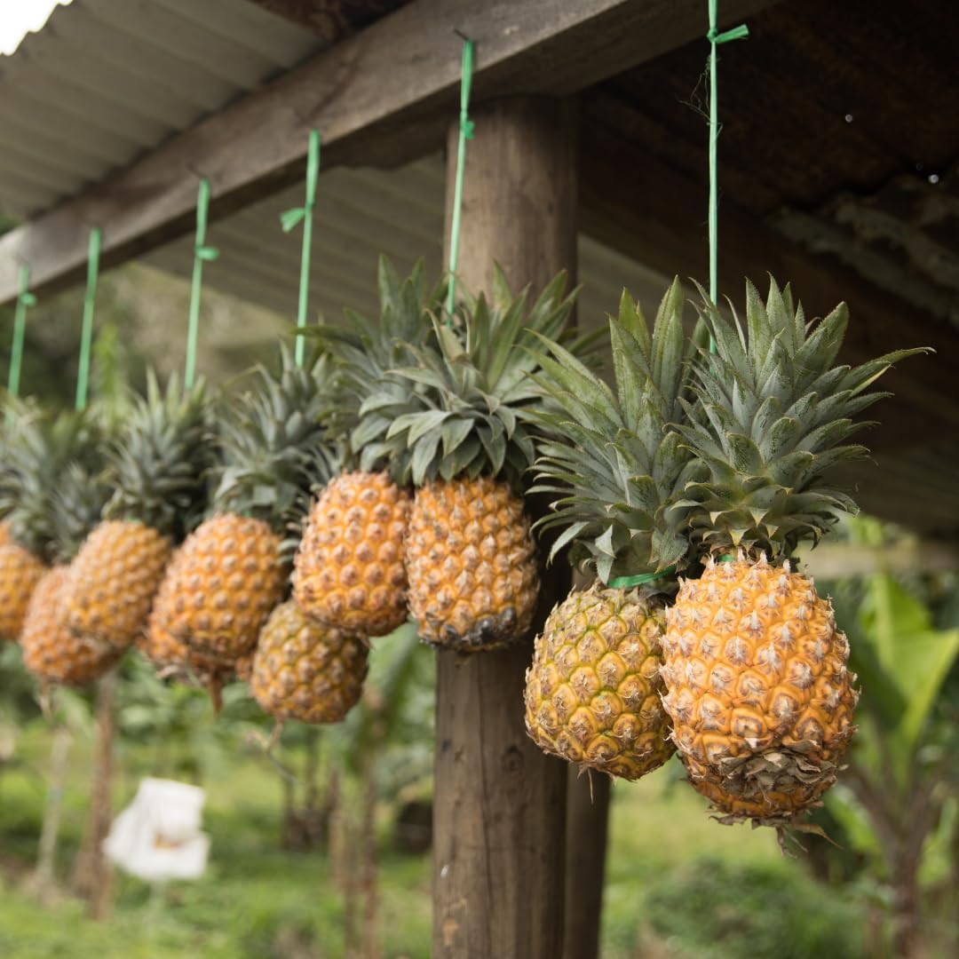 Pineapple Plant Live, Elite Gold Pineapple Tree Shrub Bush, Starter Plant 4-7 Inches Tall, Outdoor Growing, No Pot, Sweet Flavor