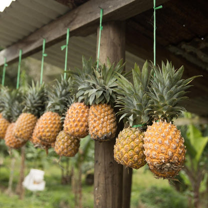 Pineapple Plant Live, Elite Gold Pineapple Tree Shrub Bush, Starter Plant 4-7 Inches Tall, Outdoor Growing, No Pot, Sweet Flavor