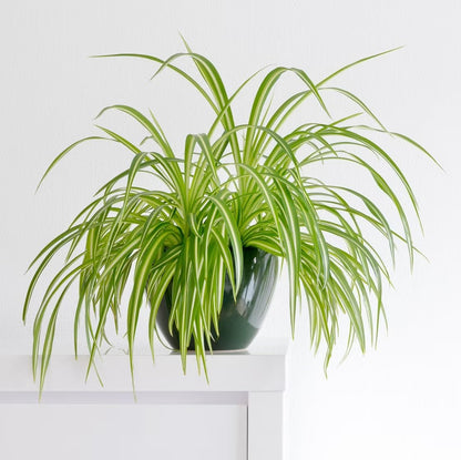 Healthy Spider Plant - Easy Care, Air-Purifying Houseplant (2 Spider sacs)