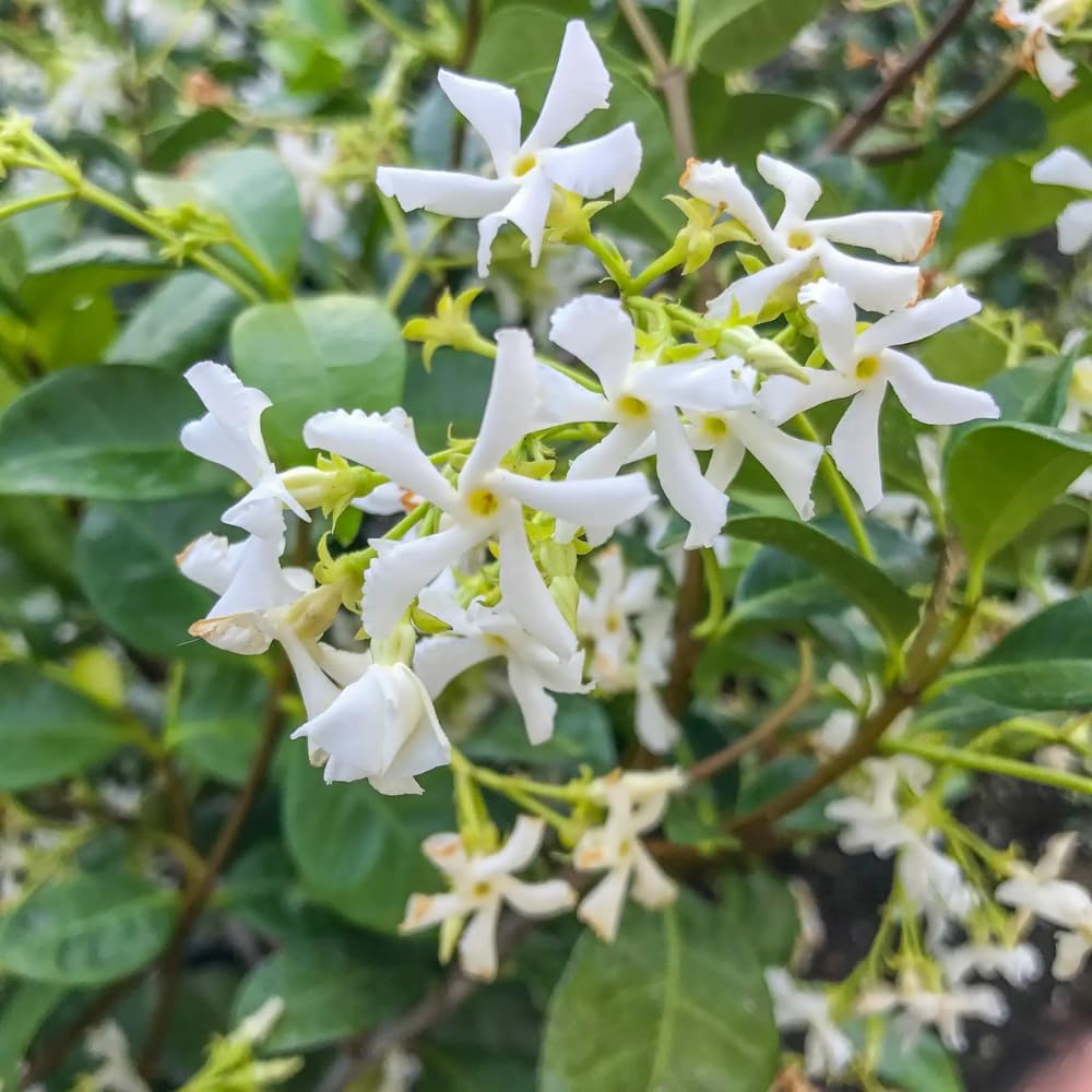 Jasmine Plants Live, Arabian Jasmine Plant Indoor, Fragrant Jasmines Flowers 4 to 7 Inch (Star)