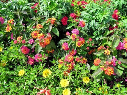 Lantana Confetti | 10 Live Plants | Lantana Camara | Colorful Garden Shrub | Drought Tolerant Perennial Plants