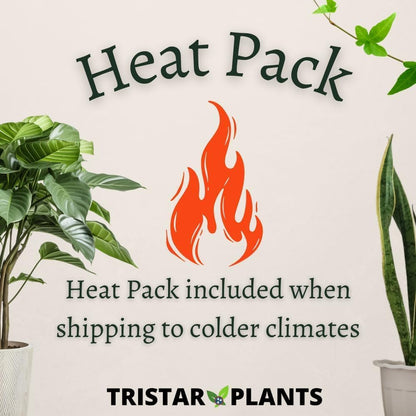 TriStar Plants - Thanksgiving Cactus - 4" inch Pot, Fasle Christmas Cactus, Easter Cactus, Holiday Plant, Winter Flowers, Christmas Plants, Winter Blooms (White)