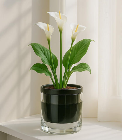 D'vine Dev 6 Inch Design Self Watering Planter for Indoor Plants, Black Terracotta Pot with Cylinder Glass Cup, Set of 2, 37-Y-B-3