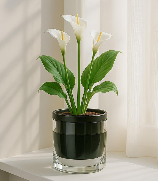 D'vine Dev 6 Inch Design Self Watering Planter for Indoor Plants, Black Terracotta Pot with Cylinder Glass Cup, Set of 2, 37-Y-B-3
