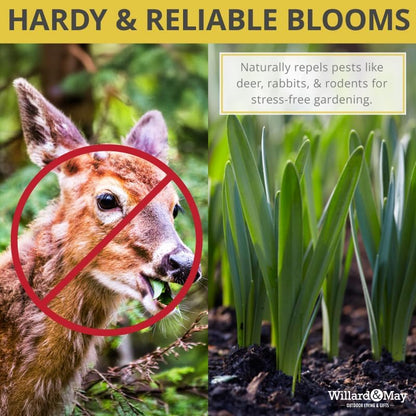 50 Mixed Daffodil Bulbs – Naturalizing Narcissus Variety Pack – Bulk of Spring-Blooming Flowers – Deer Resistant & Cold Hardy – Easy Fall Planting - Plant in Gardens, Borders & Beds - Willard & May
